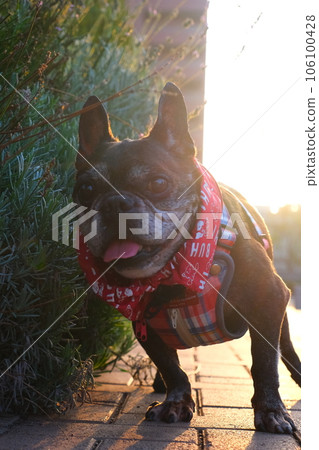 French bulldog and summer morning walk French bulldog and summer morning walk 106100428
