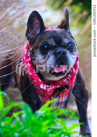 French bulldog and summer morning walk French bulldog and summer morning walk 106100452
