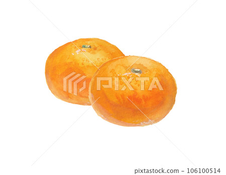 Illustration of a realistic mandarin orange hand-drawn with watercolors Illustration of a realistic mandarin orange hand-drawn with watercolors 106100514