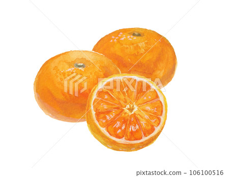 Illustration of a realistic mandarin orange hand-drawn with watercolors Illustration of a realistic mandarin orange hand-drawn with watercolors 106100516