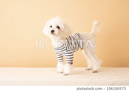Maltipoo wearing border clothes and raising his tail Maltipoo wearing border clothes and raising his tail 106100573