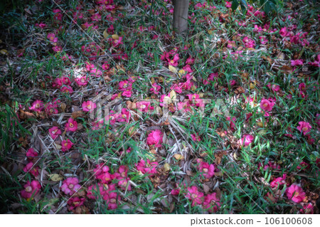 落在地上的山茶花 106100608