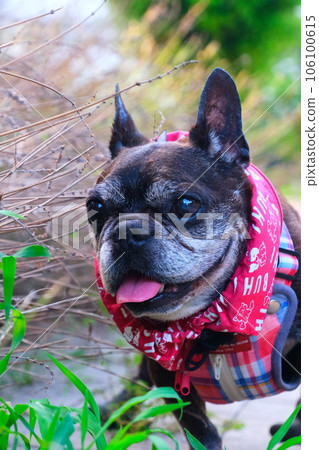 French bulldog and summer morning walk 106100615
