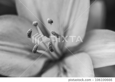 lily flowers macro in a home garden 106100666
