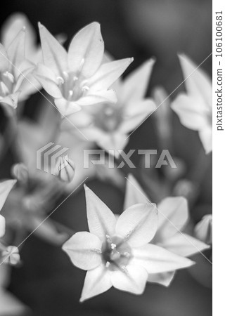 Beautiful red Arum-lily flower outside Beautiful red Arum-lily flower outside 106100681