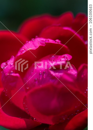 Dark red rose macro with water droplets Dark red rose macro with water droplets 106100683