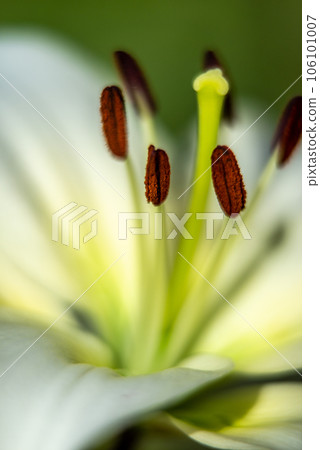 lily flowers macro in a home garden lily flowers macro in a home garden 106101007