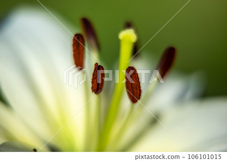lily flowers macro in a home garden lily flowers macro in a home garden 106101015