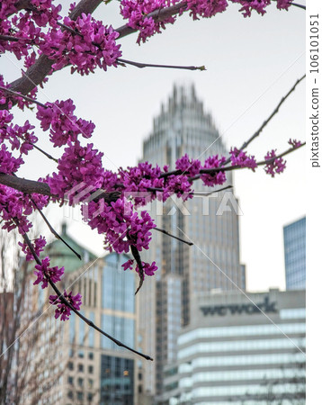 Spring blossoming plant and flower in charlotte north carolina 106101051