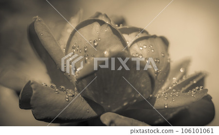 black and white rose macro with water droplets 106101061