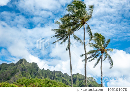 Kualoa mountain range panoramic view, famous filming location on Oahu island, Hawaii 106101078