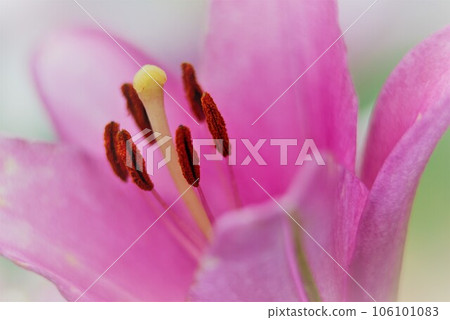 lily flowers macro in a home garden lily flowers macro in a home garden 106101083