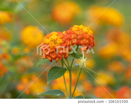 bright orange lantana 106101500