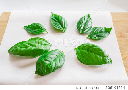making dried basil 106101514