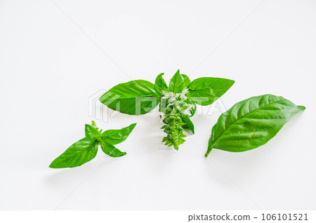 Fresh herbs, basil and white flowers 106101521