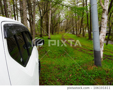 drive through the forest 106101811