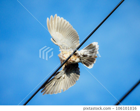 Turtle Dove Takes Off 106101816