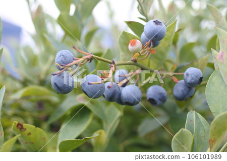 藍莓狩獵 106101989