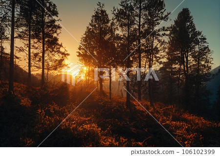 Sunrise scene in a summer forest on a summer morning with fog. Landscape of nature and forest. 3d rendering Sunrise scene in a summer forest on a summer morning with fog. Landscape of nature and forest. 3d rendering 106102399