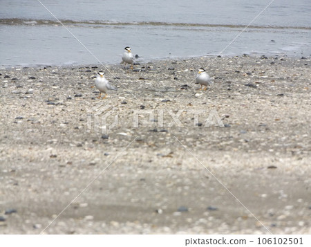 凱米川海灘上的小燕鷗 106102501
