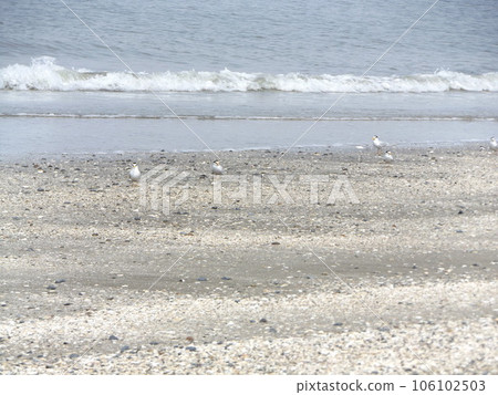 凱米川海灘上的小燕鷗 106102503