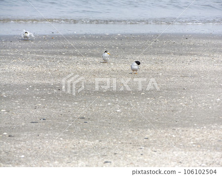 Little Tern on Kemigawa Beach Little Tern on Kemigawa Beach 106102504