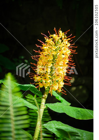 Hedychium gardnerianum aka the Kahili ginger, Kahila garland-lily or ginger lily flower close up 106102505