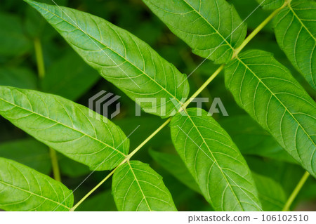 China-sumac Ailanthus altissima tree branch close up China-sumac Ailanthus altissima tree branch close up 106102510