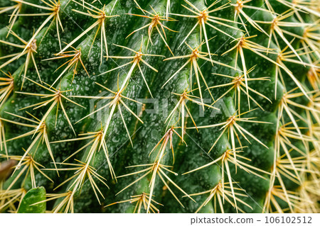 Echinocactus grusonii or Kroenleinia grusonii also known as golden barrel cactus, golden ball cactus close up 106102512