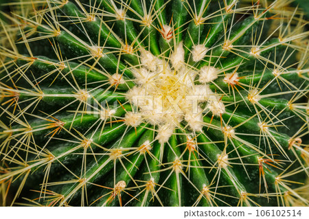 Echinocactus grusonii or Kroenleinia grusonii also known as golden barrel cactus, golden ball cactus close up Echinocactus grusonii or Kroenleinia grusonii also known as golden barrel cactus, golden ball cactus close up 106102514