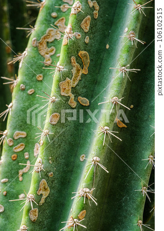 Cereus hildmannianus aka Queen of the night cactus close up texture Cereus hildmannianus aka Queen of the night cactus close up texture 106102515