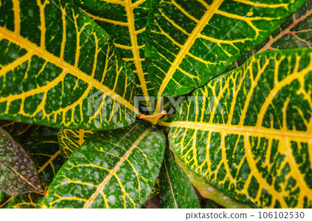 Garden croton Codiaeum variegatum aka variegated croton leaves close up background texture Garden croton Codiaeum variegatum aka variegated croton leaves close up background texture 106102530