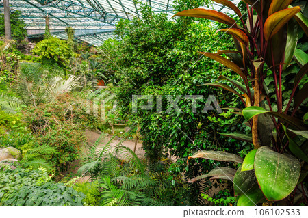 Interior view of the cold house Estufa Fria is a greenhouse with gardens, ponds, exotic plants and trees in Lisbon, Portugal Interior view of the cold house Estufa Fria is a greenhouse with gardens, ponds, exotic plants and trees in Lisbon, Portugal 106102533