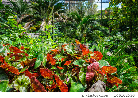 Interior view of the cold house Estufa Fria is a greenhouse with gardens, ponds, exotic plants and trees in Lisbon, Portugal Interior view of the cold house Estufa Fria is a greenhouse with gardens, ponds, exotic plants and trees in Lisbon, Portugal 106102536