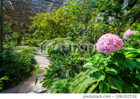 Interior view of the cold house Estufa Fria - greenhouse with gardens, ponds, plants and trees in Lisbon, Portugal with Hydrangea macrophylla in foreground Interior view of the cold house Estufa Fria - greenhouse with gardens, ponds, plants and trees in Lisbon, Portugal with Hydrangea macrophylla in foreground 106102538