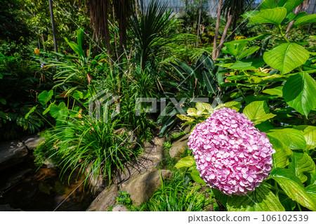 Interior view of the cold house Estufa Fria - greenhouse with gardens, ponds, plants and trees in Lisbon, Portugal with Hydrangea macrophylla in foreground Interior view of the cold house Estufa Fria - greenhouse with gardens, ponds, plants and trees in Lisbon, Portugal with Hydrangea macrophylla in foreground 106102539