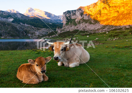 Mountain cattle cow sitting on the lawn Mountain cattle cow sitting on the lawn 106102625