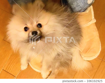 Pomeranian feet best sale