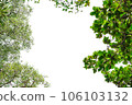 green leaves on white background 106103132