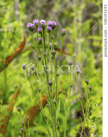 狐狸的狐狸 狐狸的狐狸 106103243