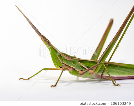 White background grasshopper 106103249