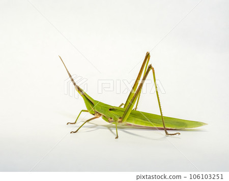 White background grasshopper White background grasshopper 106103251