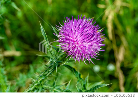 Beautiful growing flower root burdock thistle on background meadow Beautiful growing flower root burdock thistle on background meadow 106103538
