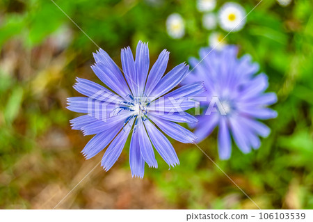 Beauty wild growing flower chicory ordinary on background meadow 106103539
