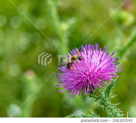 Beautiful wild flower winged bee on background foliage meadow Beautiful wild flower winged bee on background foliage meadow 106103541