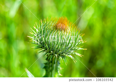 Beautiful growing flower root burdock thistle on background meadow Beautiful growing flower root burdock thistle on background meadow 106103542