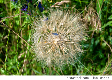 Beautiful wild growing flower seed dandelion on background meadow Beautiful wild growing flower seed dandelion on background meadow 106103543