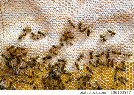 Abstract hexagon structure is honeycomb from bee hive filled 106103577