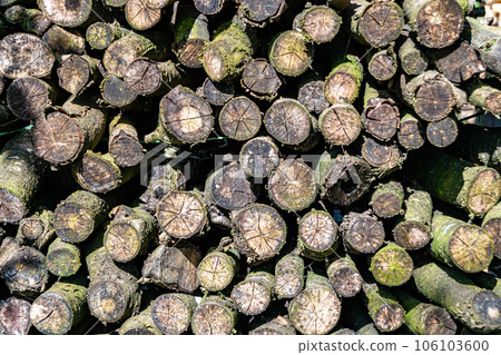 Photography on theme big wall of stacked oak tree logs in cracks 106103600