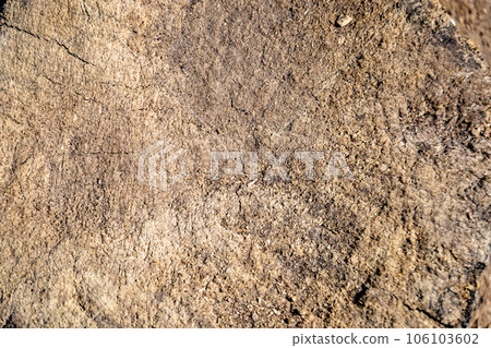 Beautiful wooden fracture old oak, natural texture close up 106103602